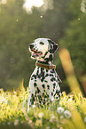 Dalmatian