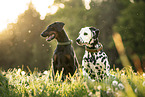 Dalmatian and Doberman Pinscher