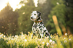 Dalmatian
