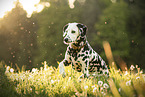 Dalmatian