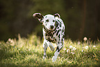 Dalmatian