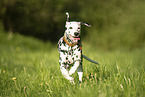 Dalmatian