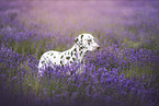 Dalmatian