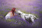Dalmatian