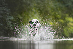 Dalmatian