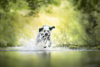 Dalmatian