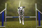 Dalmatian