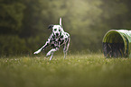 Dalmatian
