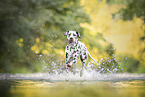 Dalmatian