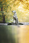 Dalmatian