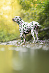 Dalmatian