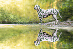 Dalmatian