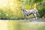 Dalmatian