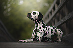 Dalmatian
