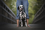 Dalmatian