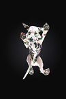 Dalmatian