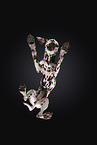Dalmatian