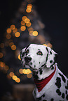 Dalmatian