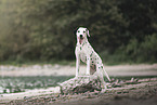 Dalmatian