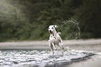 Dalmatian