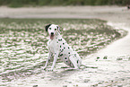 Dalmatian
