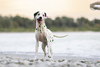 Dalmatian