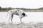 Dalmatian