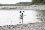 Dalmatian