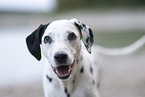 Dalmatian