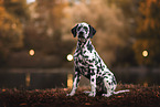 Dalmatian