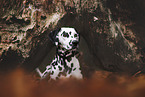 Dalmatian