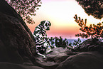 Dalmatian