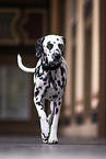Dalmatian