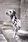 Dalmatian