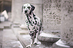 Dalmatian