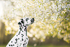 young Dalmatian