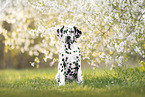 young Dalmatian