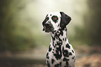 Dalmatian