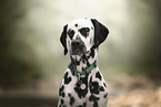 Dalmatian