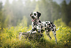 Dalmatian