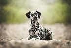 Dalmatian