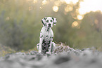 DalmatianPuppy