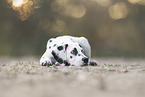 DalmatianPuppy