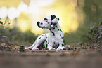 DalmatianPuppy