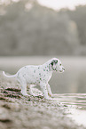 Dalmatian Puppy