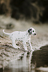 Dalmatian Puppy