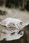 Dalmatian Puppy