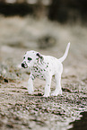 Dalmatian Puppy