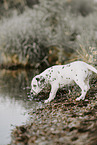 Dalmatian Puppy