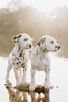 Dalmatian Puppy